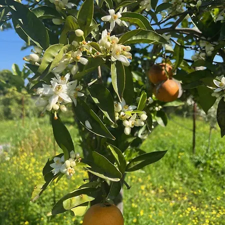 Βίλα Psarou - Flower Of The Levant *