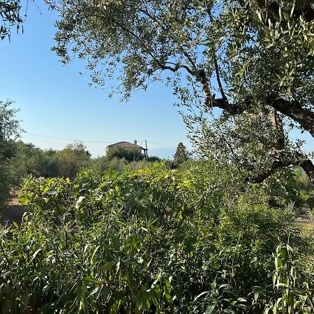 Psarou - Flower Of The Levant