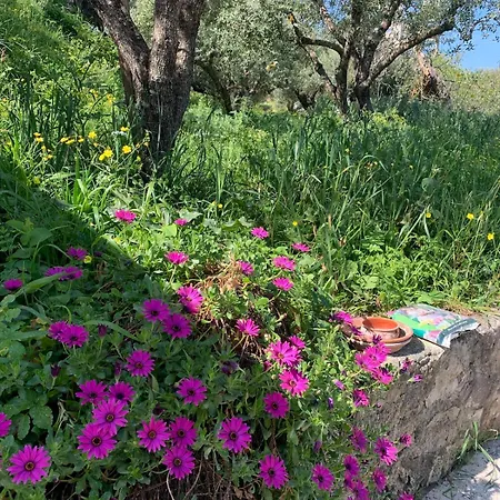 Psarou - Flower Of The Levant