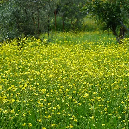 Βίλα Psarou - Flower Of The Levant